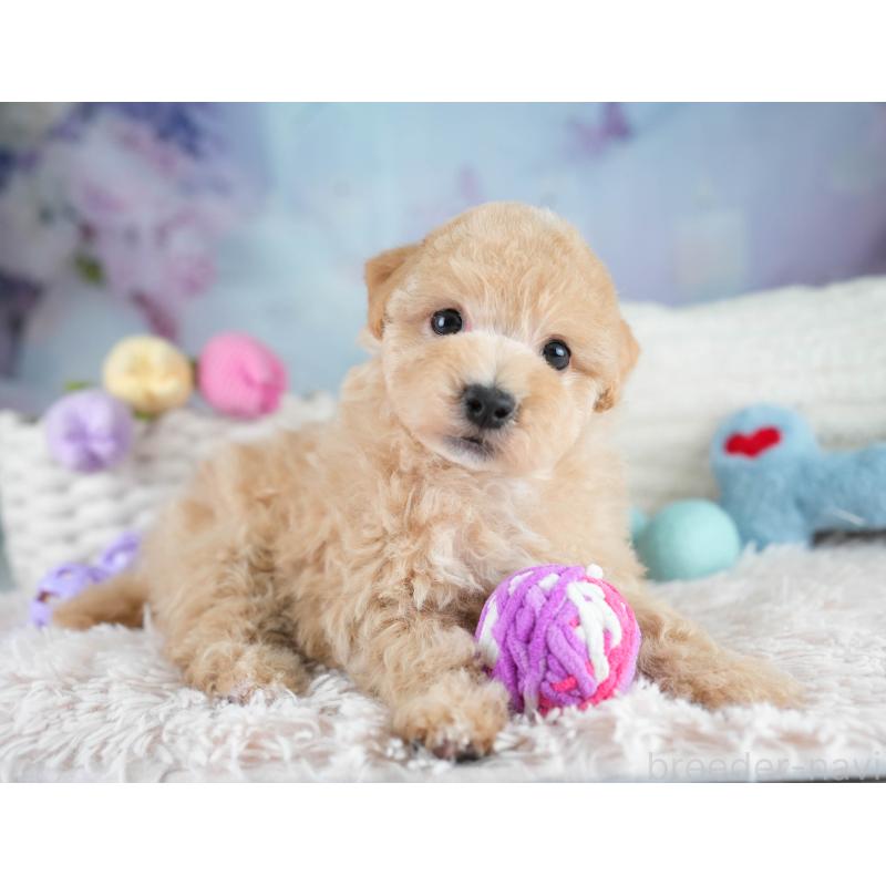 販売中の埼玉県のマルプー:マルチーズ×トイプードル-431567の4枚目