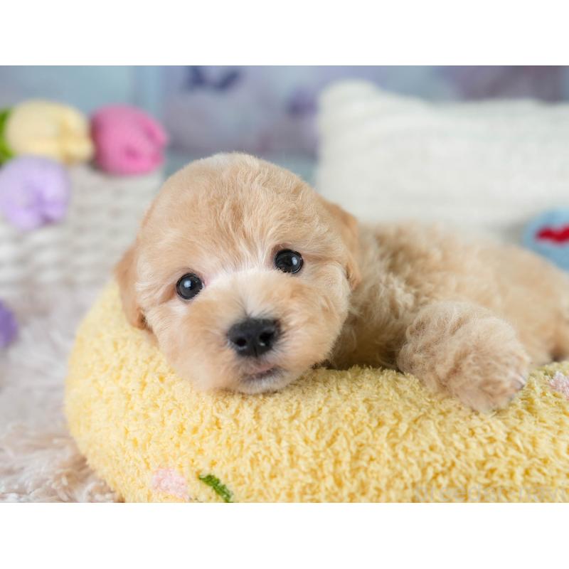 販売中の埼玉県のマルプー:マルチーズ×トイプードル-431567の3枚目