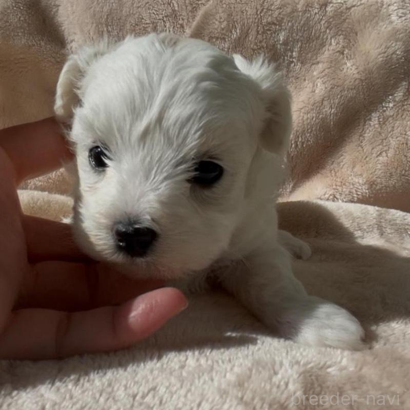 販売中の愛媛県のミックス犬-431566の1枚目