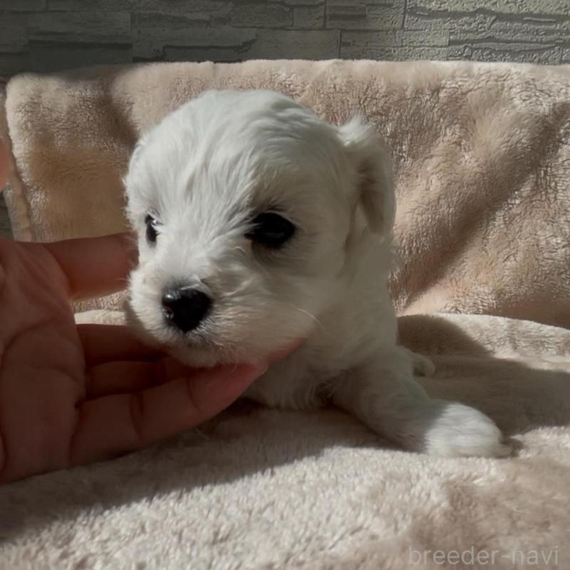 販売中の愛媛県のミックス犬-431566の3枚目