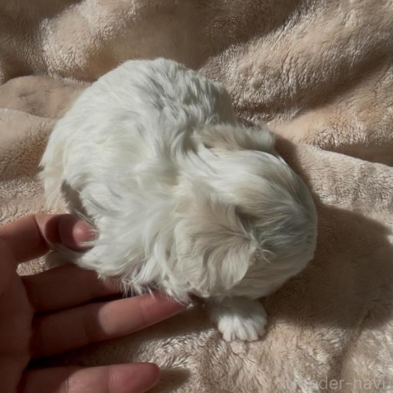 販売中の愛媛県のミックス犬-431566の2枚目