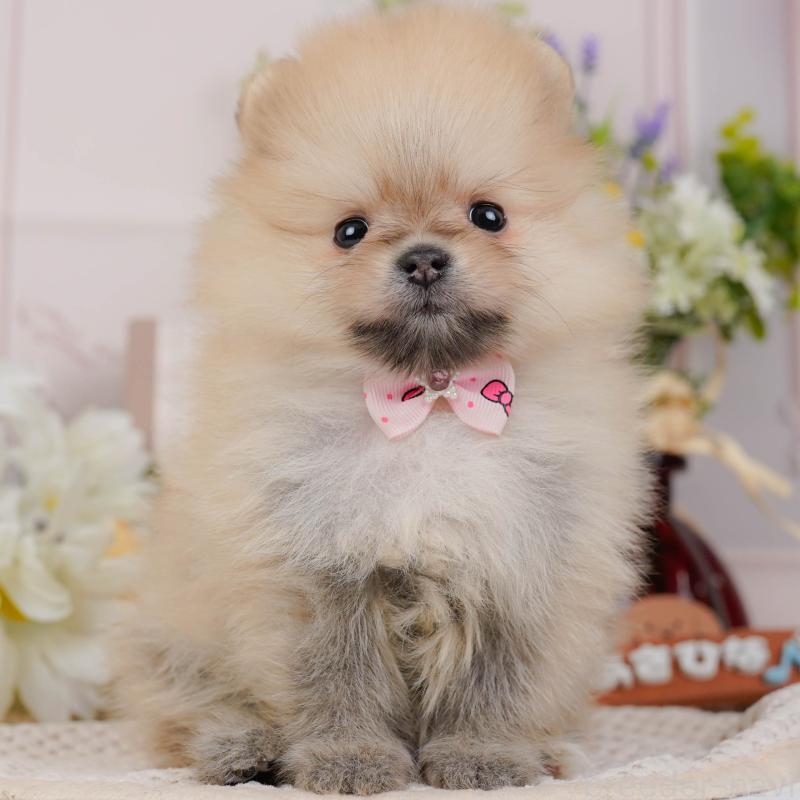 販売中の神奈川県のポメラニアン-431571