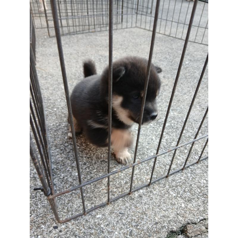 販売中の福岡県の豆柴-431577の4枚目