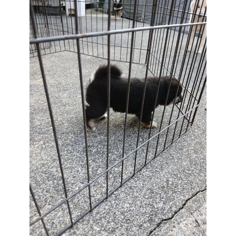 販売中の福岡県の豆柴-431577の3枚目