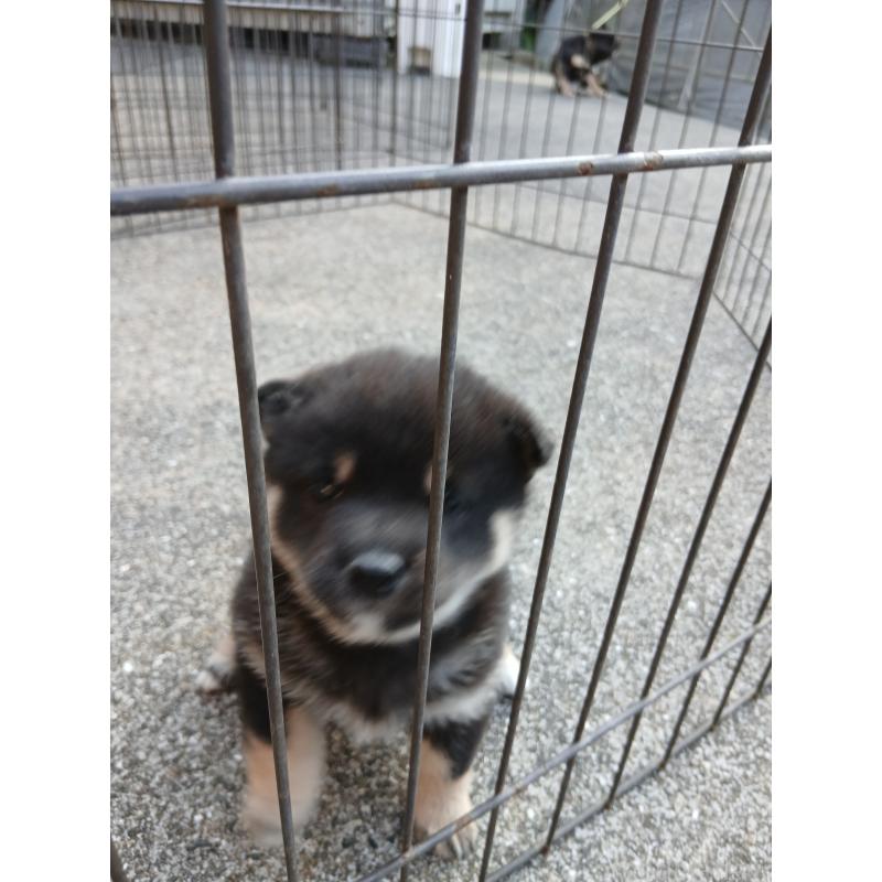 販売中の福岡県の豆柴-431577の2枚目