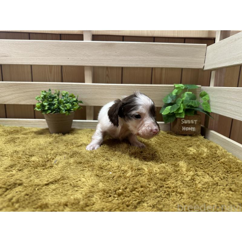 販売中の奈良県のミニチュアダックスフンド(ロングヘアード)-431579の5枚目