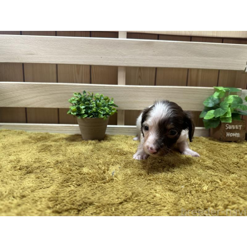 販売中の奈良県のミニチュアダックスフンド(ロングヘアード)-431579の4枚目