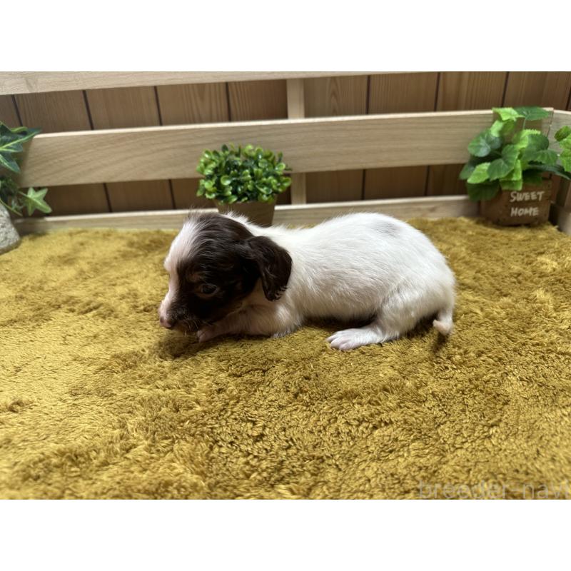 販売中の奈良県のミニチュアダックスフンド(ロングヘアード)-431579の3枚目