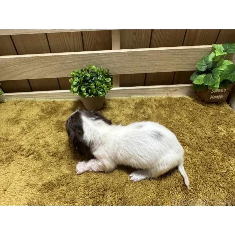 販売中の奈良県のミニチュアダックスフンド(ロングヘアード)-431579の2枚目