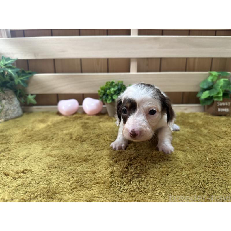 販売中の奈良県のミニチュアダックスフンド(ロングヘアード)-431580の5枚目