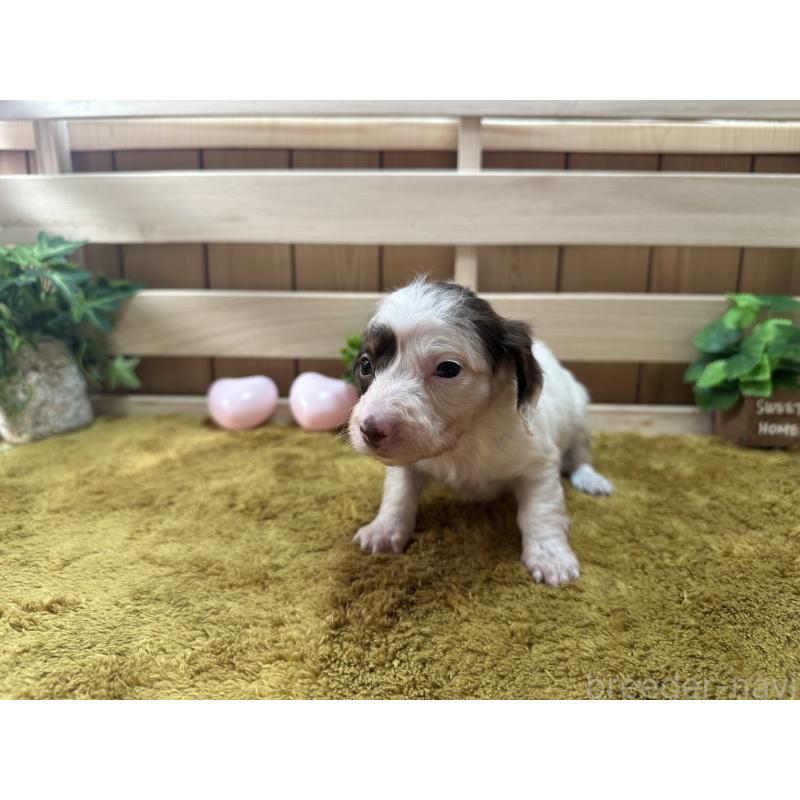 販売中の奈良県のミニチュアダックスフンド(ロングヘアード)-431580の4枚目