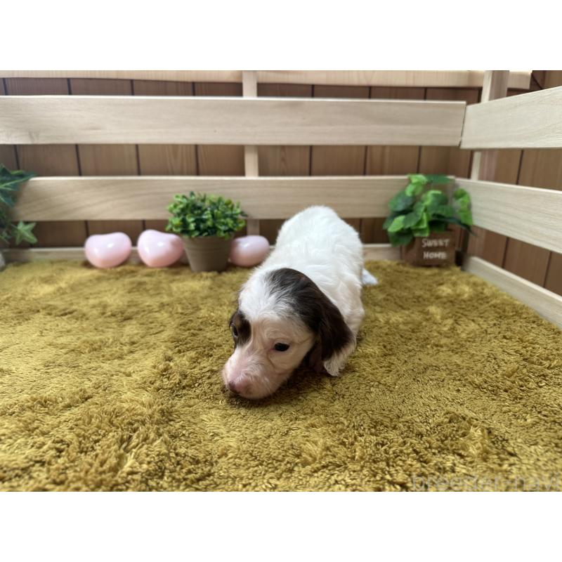 販売中の奈良県のミニチュアダックスフンド(ロングヘアード)-431580の3枚目