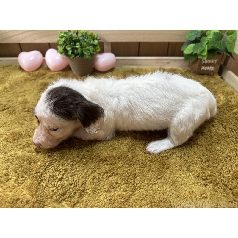 販売中の奈良県のミニチュアダックスフンド(ロングヘアード)-431580の2枚目