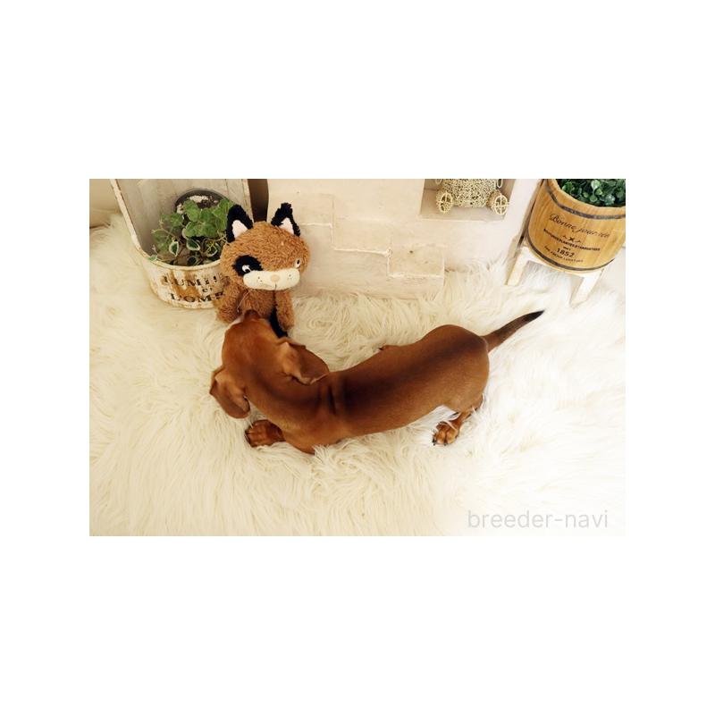 販売中の佐賀県のミニチュアダックスフンド(スムースヘアード)-420795の2枚目