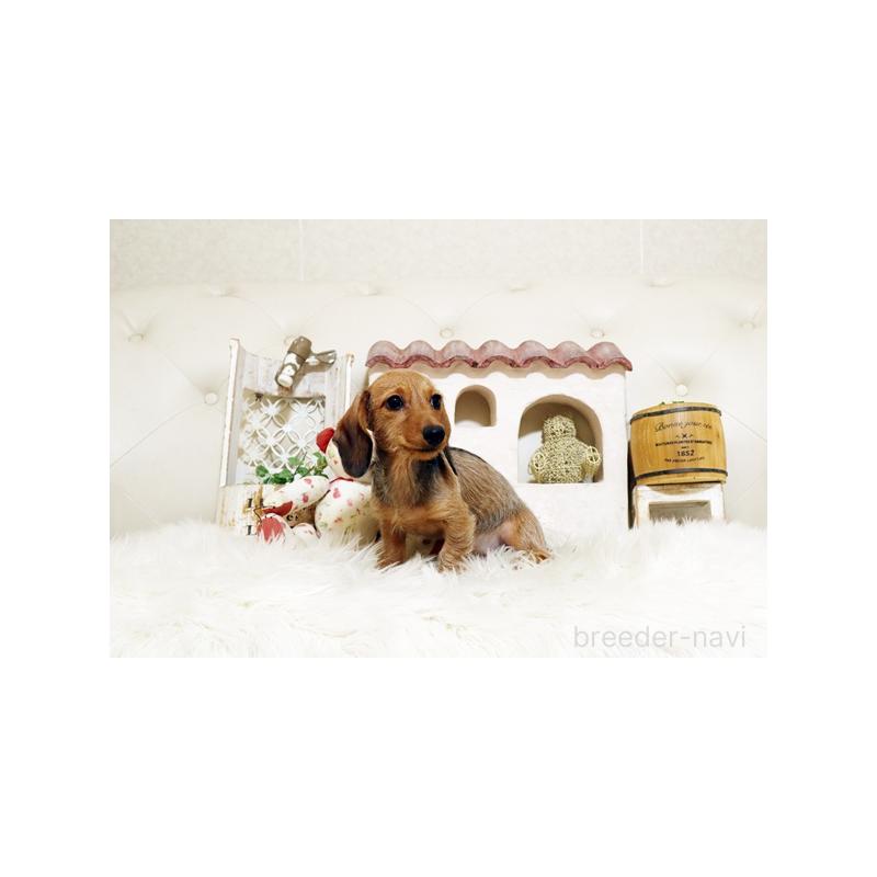 成約済の佐賀県のミニチュアダックスフンド(ワイヤーヘアード)-420796の5枚目