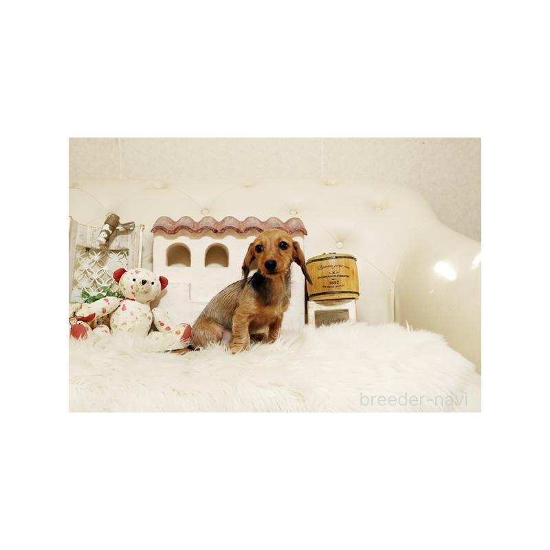 成約済の佐賀県のミニチュアダックスフンド(ワイヤーヘアード)-420796の4枚目