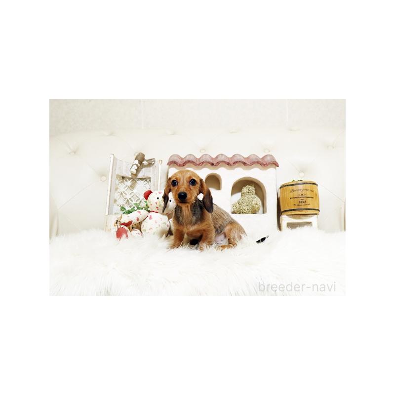 成約済の佐賀県のミニチュアダックスフンド(ワイヤーヘアード)-420796の3枚目