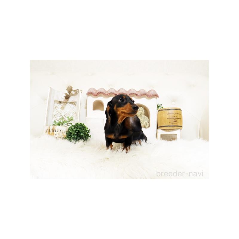 販売中の佐賀県のミニチュアダックスフンド(スムースヘアード)-424077の2枚目