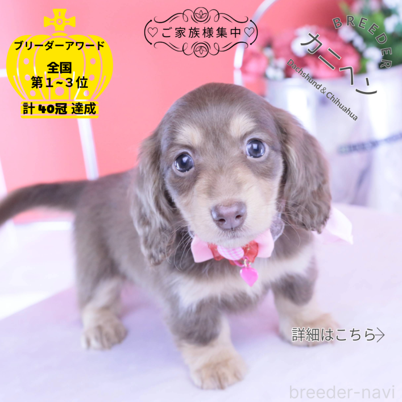 商談中の愛知県のカニンヘンダックスフンド(ロングヘアード)-428201