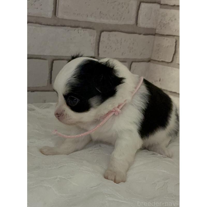 販売中の北海道のチワワ(ロングコート)-431583の5枚目