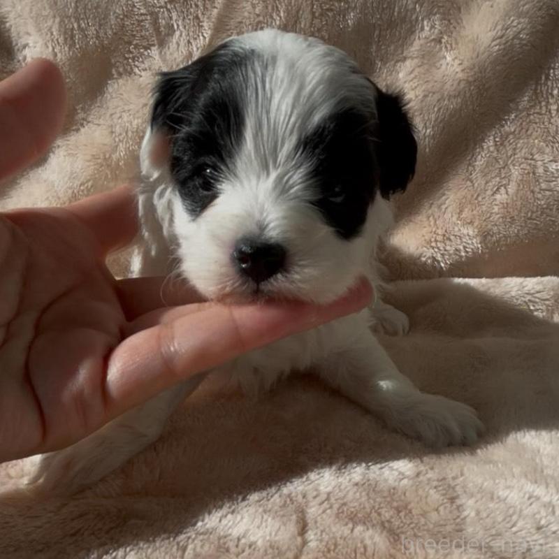 販売中の愛媛県のミックス犬-431584