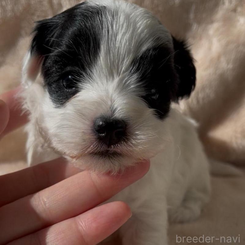 販売中の愛媛県のミックス犬-431584の3枚目