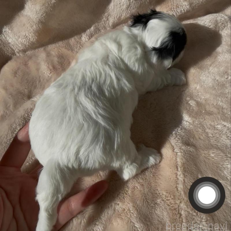 販売中の愛媛県のミックス犬-431584の2枚目