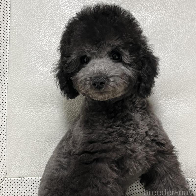 販売中の新潟県のトイプードル-420240