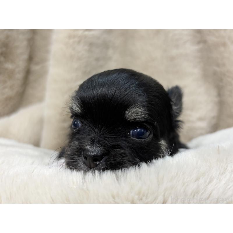 成約済の千葉県のチワワ(ロングコート)-430928の29枚目