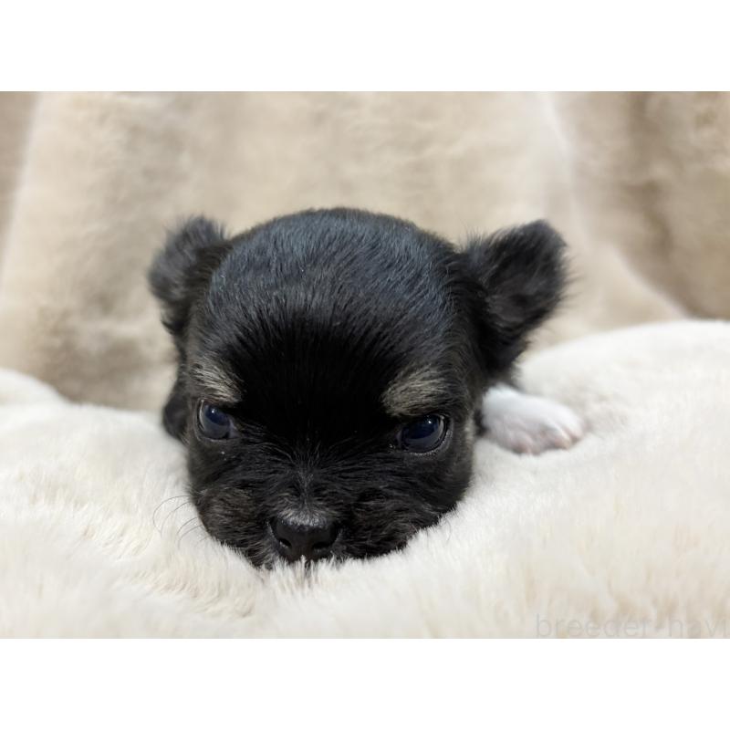 成約済の千葉県のチワワ(ロングコート)-430928の28枚目