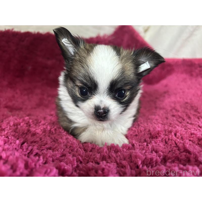 販売中の京都府のチワワ(ロングコート)-431588の1枚目