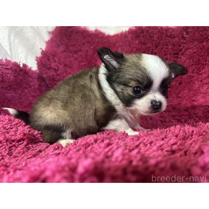 販売中の京都府のチワワ(ロングコート)-431588の7枚目