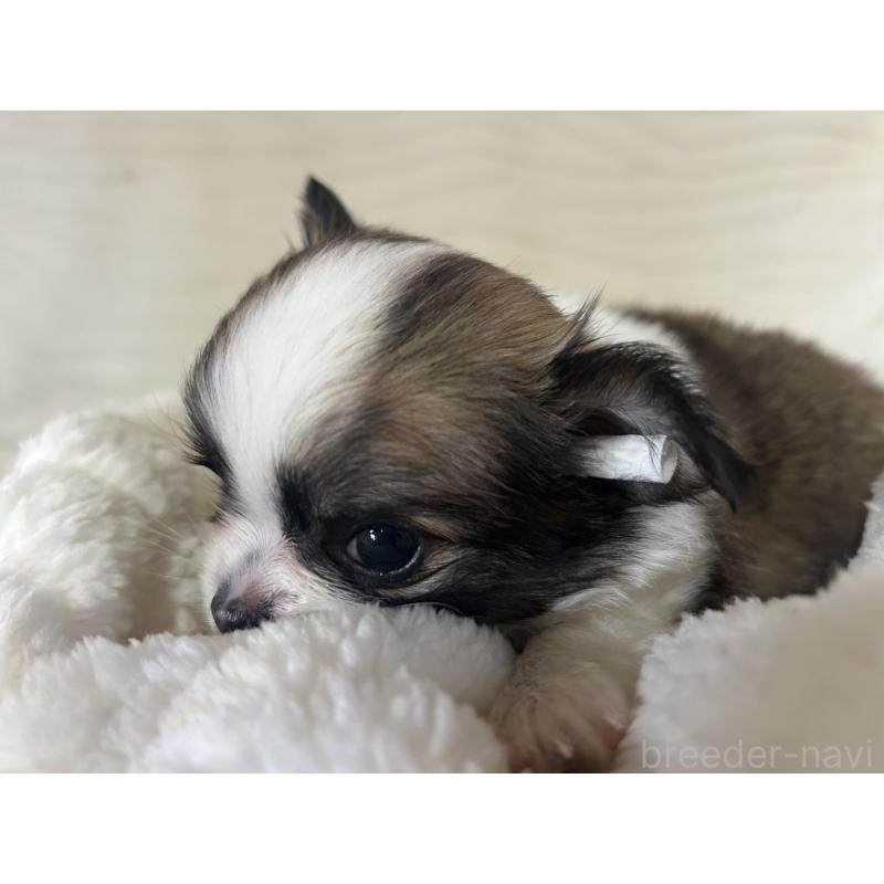 販売中の京都府のチワワ(ロングコート)-431588の6枚目