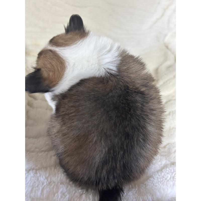 販売中の京都府のチワワ(ロングコート)-431588の4枚目