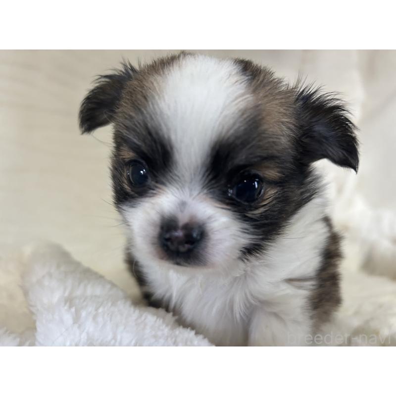 販売中の京都府のチワワ(ロングコート)-431588の3枚目