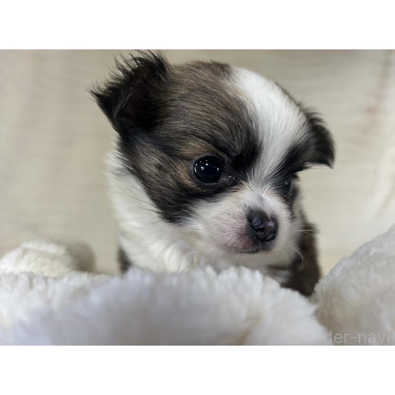 販売中の京都府のチワワ(ロングコート)-431588の2枚目