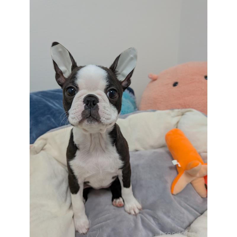 販売中の愛知県のボストンテリア-424019の7枚目