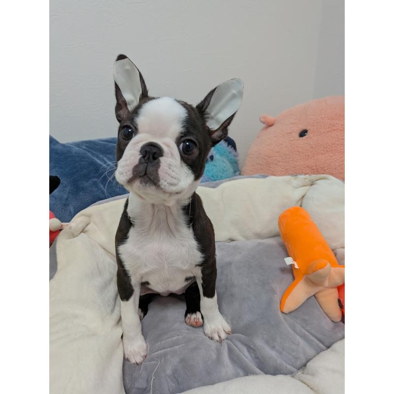 販売中の愛知県のボストンテリア-424019の6枚目