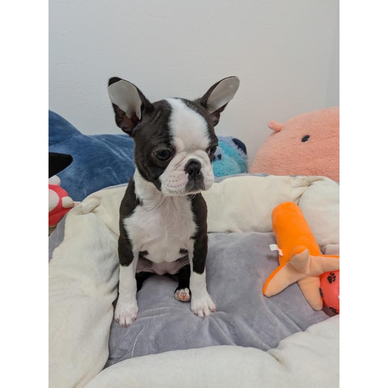 販売中の愛知県のボストンテリア-424019の5枚目