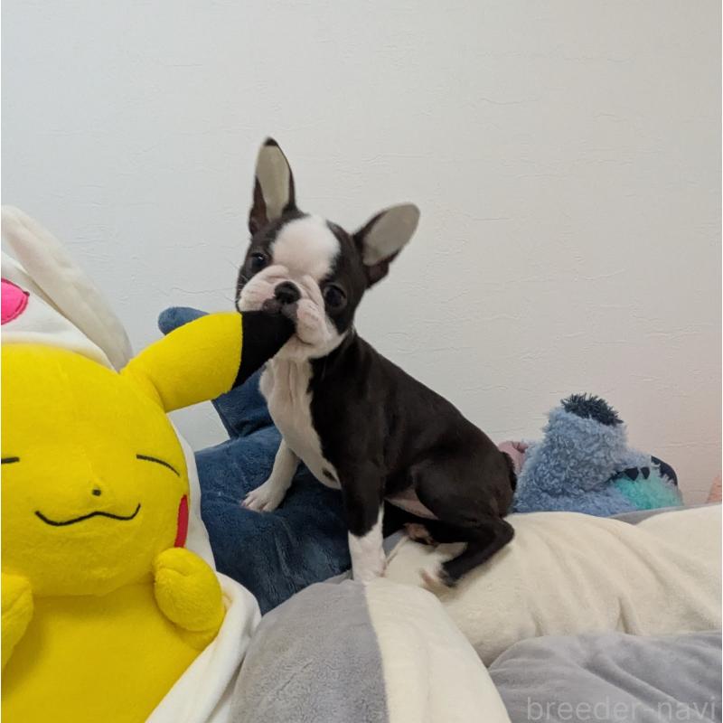 販売中の愛知県のボストンテリア-424019の4枚目