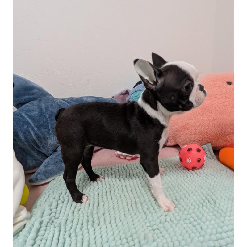 販売中の愛知県のボストンテリア-424019の3枚目