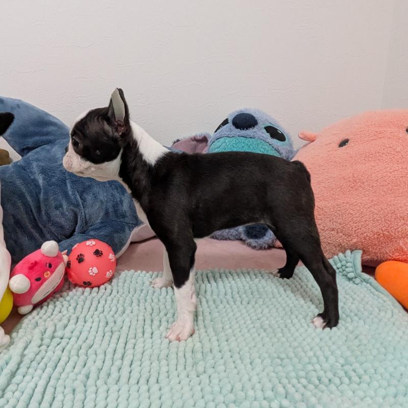 販売中の愛知県のボストンテリア-424019の2枚目