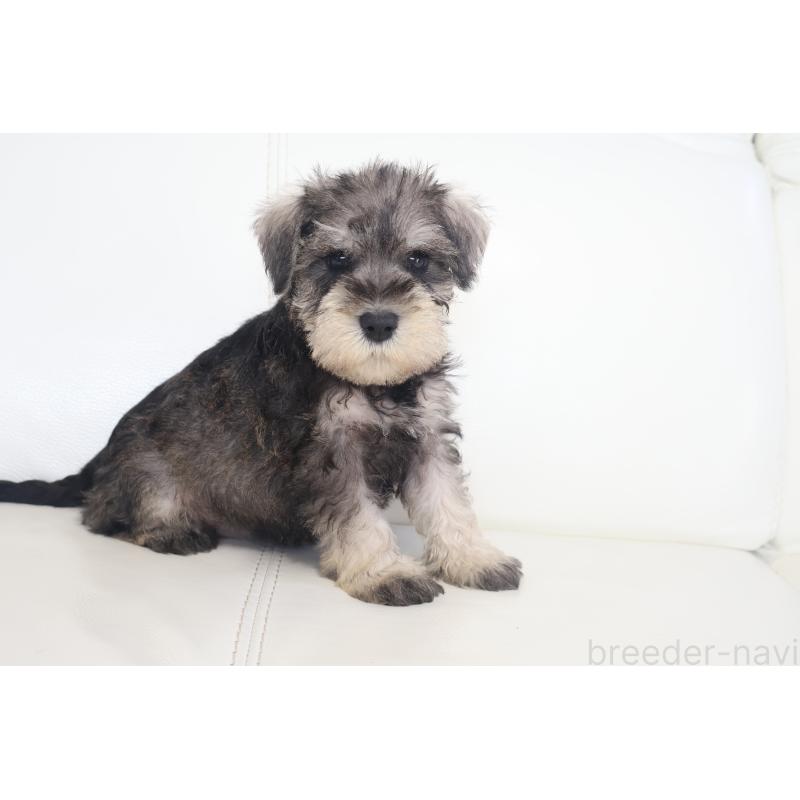 販売中の新潟県のミックス犬-431591の15枚目