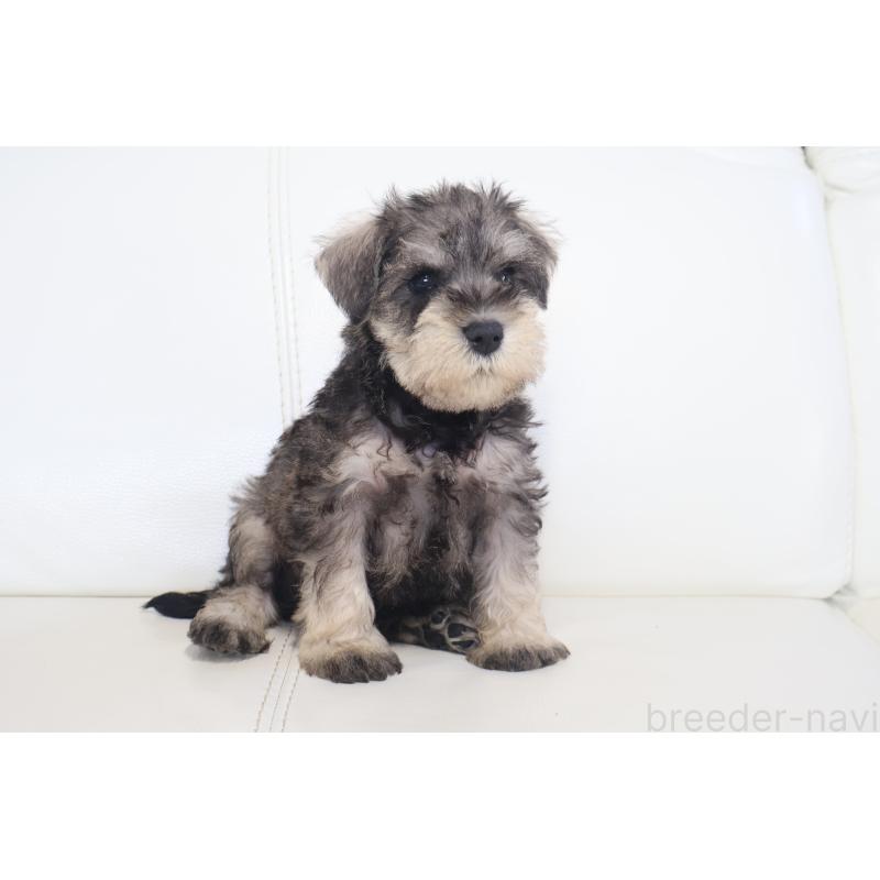 販売中の新潟県のミックス犬-431591の14枚目