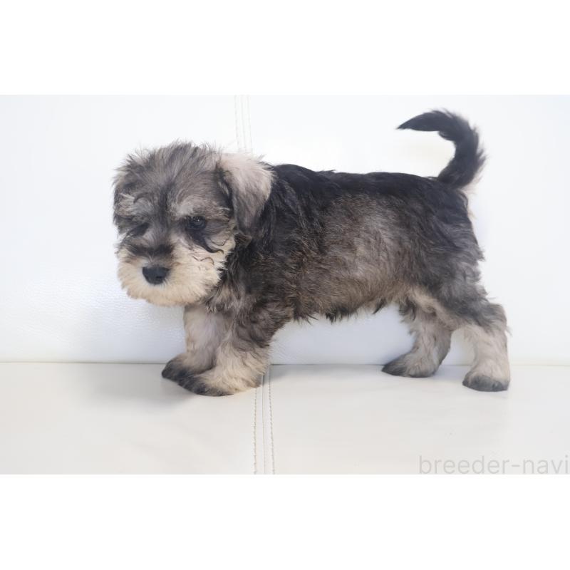 販売中の新潟県のミックス犬-431591の13枚目