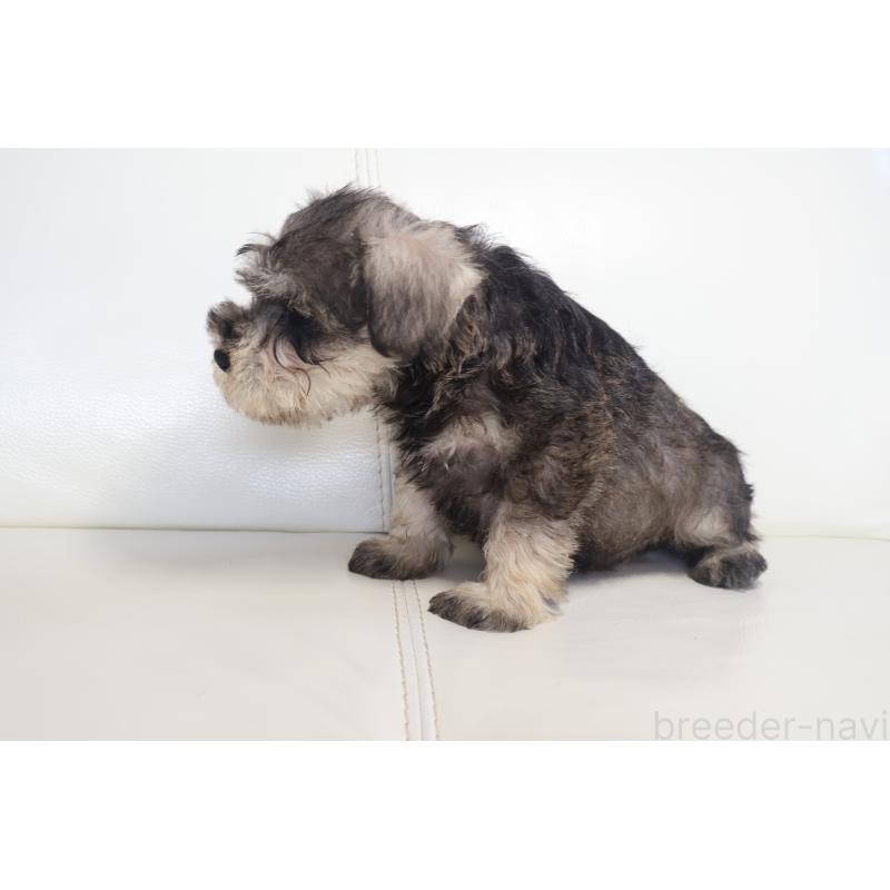 販売中の新潟県のミックス犬-431591の12枚目