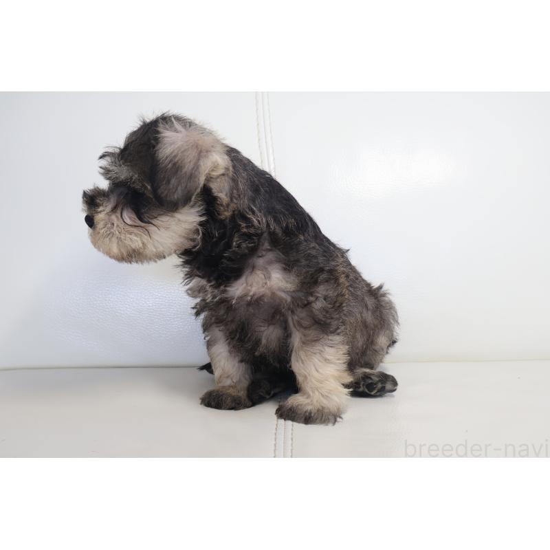 販売中の新潟県のミックス犬-431591の11枚目