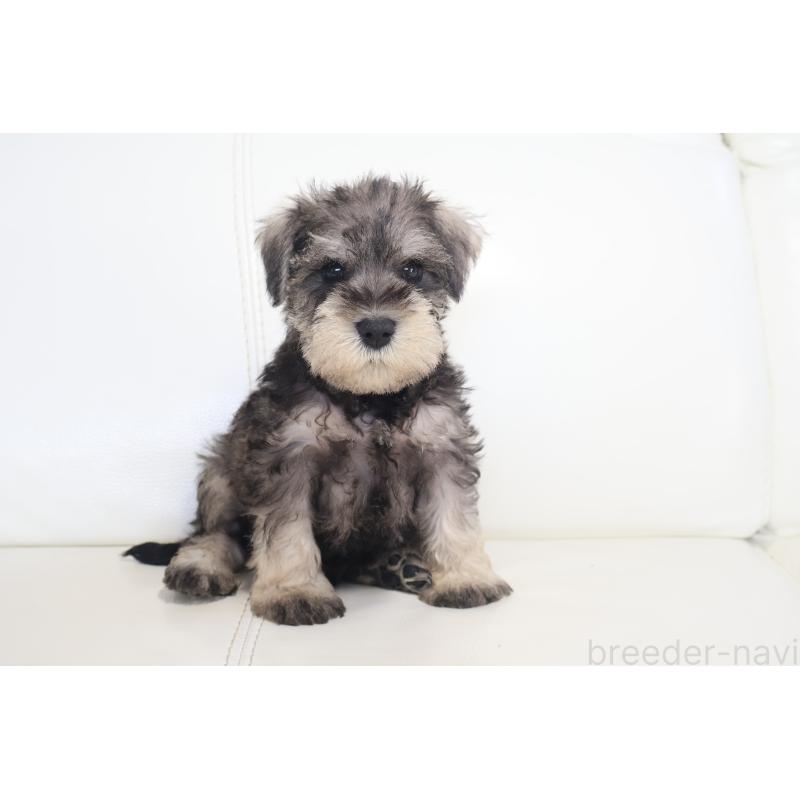 販売中の新潟県のミックス犬-431591の10枚目