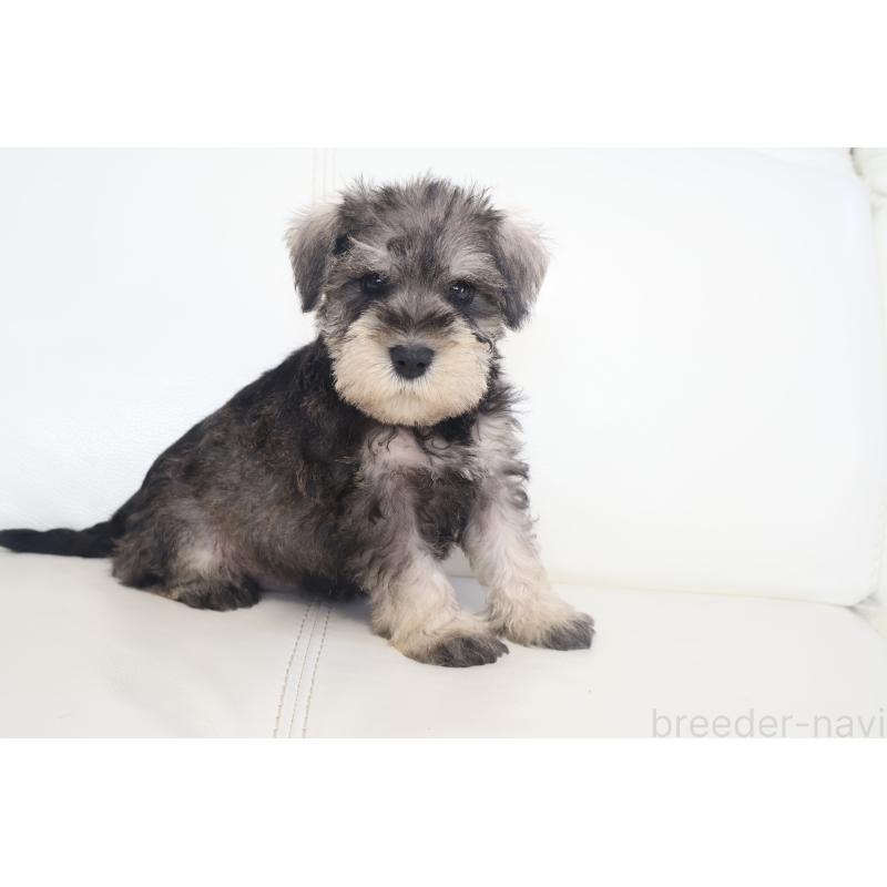 販売中の新潟県のミックス犬-431591の9枚目