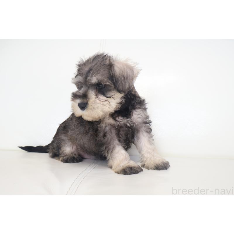 販売中の新潟県のミックス犬-431591の8枚目